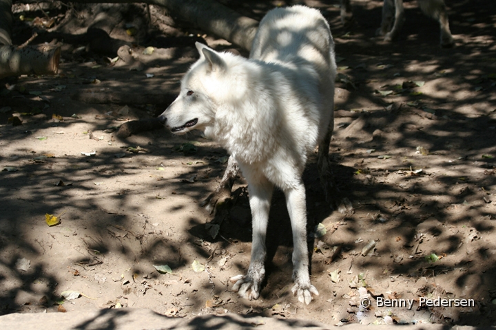 Hvid Ulv.jpg - Hvid Ulv  (Canis lupus arctos)